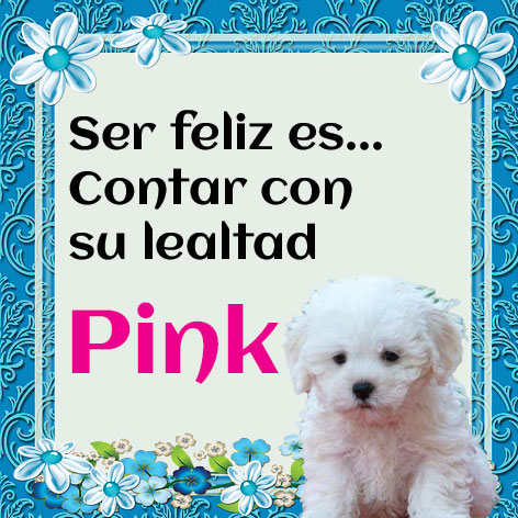 Ser feliz es... contar con su lealtad Pink